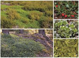 Image result for Phyllanthus mendoncae