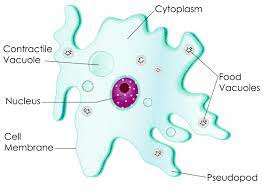 The largest single cell is usually said to be an ostrich egg. Unicellular Organisms Biology Wise