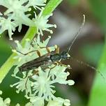 Discover the world of insects on a walk