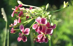 Image result for Schlechterina