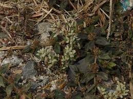 Image result for Nothosaerva