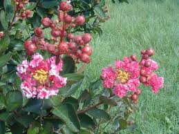 The tonto crape myrtle is completely hardy from zone 7 to zone 9, so throughout the south and west this plant will thrive. Crape Myrtle Lagerstroemia Raspberry Sundae Zone 7
