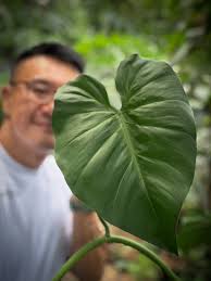 Image result for Costus lucanusianus