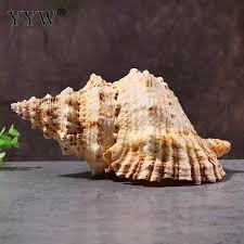 Maybe you would like to learn more about one of these? Big Sea Shells Mare Conch Shell Schelpen Conchas Coquillage Seashells Marine Seabed Natural Decorative Shells Hogar Home Decor Shells Starfishes Aliexpress