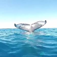 While not nearly as old as the earth's oldest trees, blue whales. Pin On Ballena