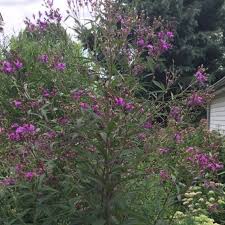 Image result for Vernonia zanzibarensis