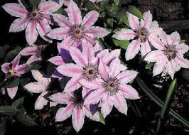 Clematis is planted in the fall or spring, outside of frost periods, in a mixture of garden soil and topsoil. How To Grow Clematis Landscape Ontario