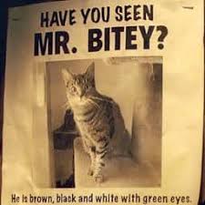 25 days of coverage dedicated to the pop culture phenomenon that is cats. 54 Best Cat Names From Movies Tv Male And Female Cats See Pics