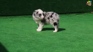Blue Merle Border Collie Toby Youtube The puppies are gold, blue merle, blue, and black & white boys. blue merle border collie toby