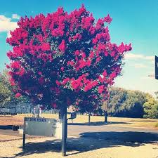 Crepe Myrtle Lagerstroemia Indica In Flower In Ercildoune Reserve Footscray Melbourne Australia Outdoor Gardens Lagerstroemia Home Landscaping