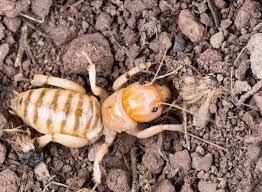 What Do Crickets Eat The Answer Will Surprise You For Sure Animal Sake
