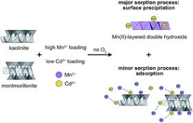 A bone that is longer than it is wide and has clubby ends c. Surface Precipitation Of Mn2 On Clay Minerals Enhances Cd2 Sorption Under Anoxic Conditions Environmental Science Processes Impacts Rsc Publishing