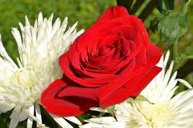 Trusted in toronto and the gta since 1877. Basic Guide On The Proper Etiquette For Sending Funeral Flowers Mississauga Cemetery Toronto Cemeteries Crematorium St John S Dixie