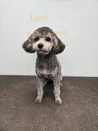 Discussion starter · #1 · 7 mo ago. Charlie Not Fluffy But Not Shaved To The Skin Short Paws But Not Shaved Teddy Head But Not Round Let S See If This Is What They Wanted Doggrooming