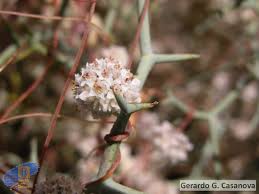 Image result for Cuscuta approximata
