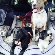Join us this saturday and sunday for free pet adoptions! Best Free Puppies Near Me February 2021 Find Nearby Free Puppies Reviews Yelp