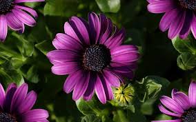 High Quality Flowers Wallpapers 1920 1080 High Resolution Flowers Wallpapers Ado Purple Flowers Wallpaper Purple Spring Flowers Flowers Photography Wallpaper