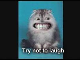 Try Not To Laugh Or Grin Impossible Challenge Try Not To Laugh Funny Gif Cat Quotes