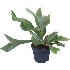 Image result for parožnatka Platycerium