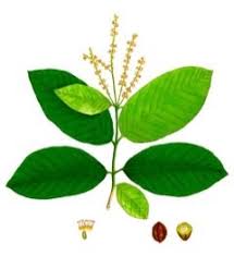 Image result for Terminalia sambesiaca