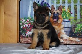 Petland lewis center in columbus, ohio has a variety of puppies for sale including german shepherd, australian shepherd, french bulldog & other dog breeds. German Shepherd Dog Puppy For Sale In Fredericksburg Oh Adn 71846 On Puppyfinder Com Gender Female Age 6 Week German Shepherd German Shepherd Dogs Puppies
