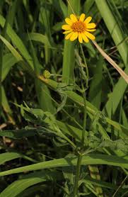 Image result for Lipotriche