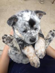 Black And White Spotted Blue Heeler May 11 2013 Australian Cattle Dog Cute Animals Heeler Puppies Blue Heeler Puppies