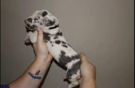 The recommended protein content for great dane puppies is no more than 26% crude protein. Ckc Euro Great Dane Puppies For Sale In Raleigh North Carolina Classified Americanlisted Com