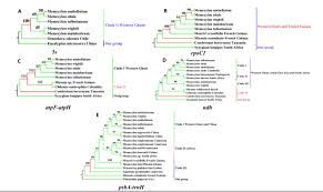 Image result for Memecylon sp. D