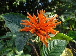 Image result for Justicia spicigera