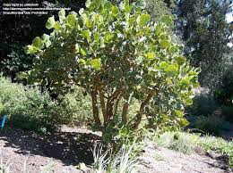 Image result for Erythrina latissima
