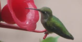 Baby Hummingbirds Have Left The Nest Backyard Birds The Bird Food Store Matthews Nc