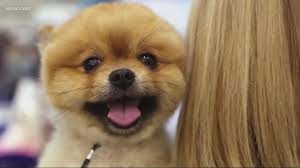 Toggle navigation call us finish adoption. Puppy Scams At An All Time High How To Safely Adopt A New Pet Wcnc Com