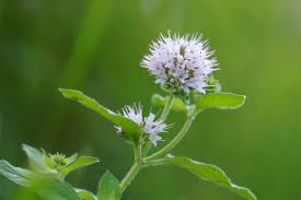 Image result for Mentha aquatica