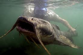 5:37 losgranostv recommended for you. Monster Catfish Found Ng S Zeb Hogan Explains National Geographic Society Newsroom