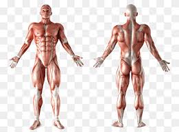 'front of male torso' by thomas eakins.jpg 2,095 × 2,825; Human Body Organ Anatomy Torso Human Body Silhouette Hand Human Arm Png Pngwing