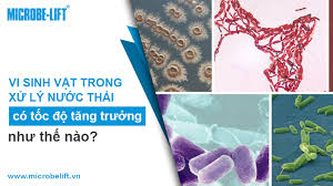 Tốc độ tăng trưởng của vi sinh vật như thế nào? - Microbe Lift