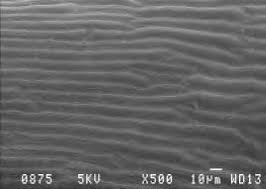 Image result for Sphenostylis zimbabweensis