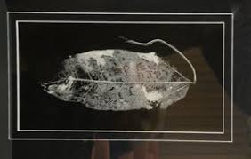 Friends donate two artworks to ANBG