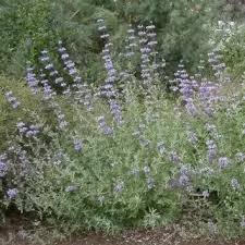 Maybe you would like to learn more about one of these? What Are Some Plants That Are Native To Southern California And Are Similar To Lavender Plants Lavandula In Appearance And Size Quora