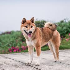 A small, alert and agile dog that copes very well with mountainous terrain and hiking trails. All Hail The Cult Status Of The Shiba Inu