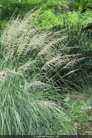 Image result for Sporobolus tenuissimus