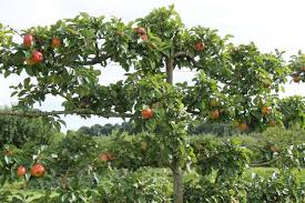 Dossier Quel Porte Greffe Pour Quel Arbre Ou Arbuste Debroussaillez
