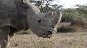 Let's have a look at some of the ways in which it can be used. Weisses Nashorn Sudan Der Letzte Breitmaulnashornbulle Ist Tot