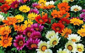 Image result for foto Gazánie