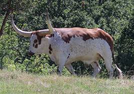 Red Ankole Watusi Cattle By Lorrie Bible Cattle Longhorn Cattle Cattle For Sale