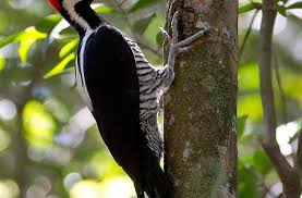 Pin On Birds