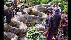 Os Misterios Do Jardim Do Eden Dublado Documentario Youtube World Biggest Snake Big Animals Animals