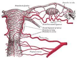 Последние твиты от embolotherapy (@embolotherapy). Uterine Artery Embolization Wikipedia