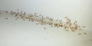 They can easily enter your kitchen through wire, windows, doors, etc. Blog What Are Those Teeny Weenie Ants Delta Optimist